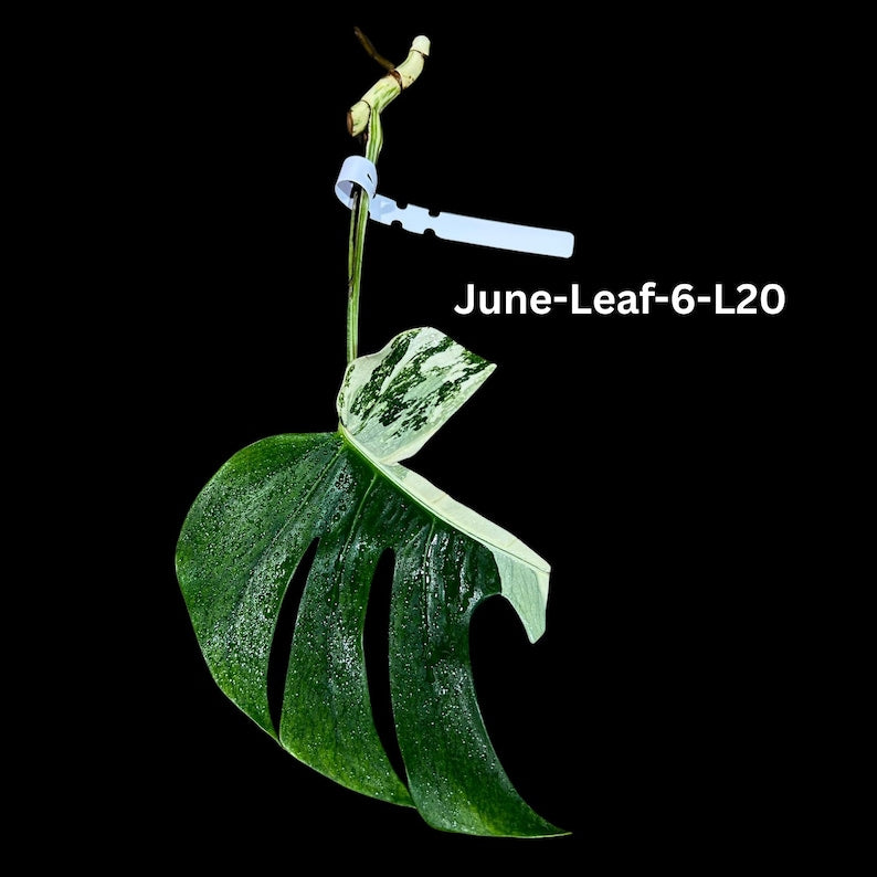 Variegated Monstera Albo Cutting - Rare White Monstera Borsigiana Albo - Unique Indoor Plant - US Seller