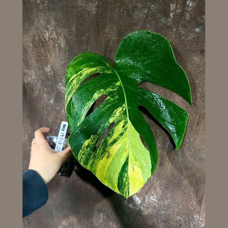 Monstera Aurea Variegated Borsigiana Plant in Nursery Pot - Rare Monstera Marmota - Stunning Green & Yellow Foliage