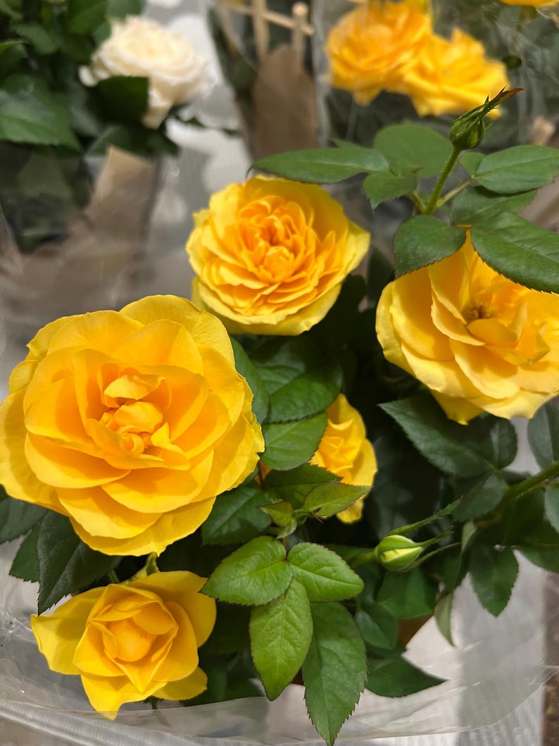 Yellow Rose Plant 5”-10” Bright Yellow Blooming Flowers (Rosa) - Beautiful Live Plant for Gardens and Landscaping