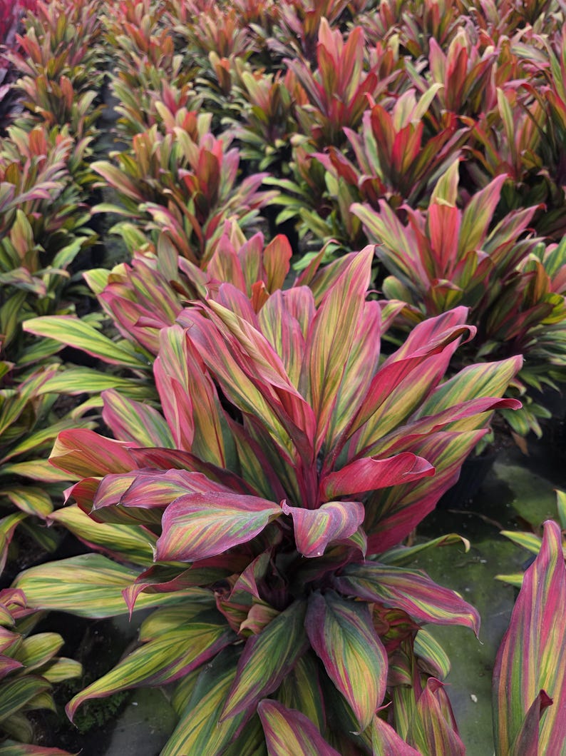 Ti Plant - 3 Gallon - Cordyline fruticosa 'Harlequin'
