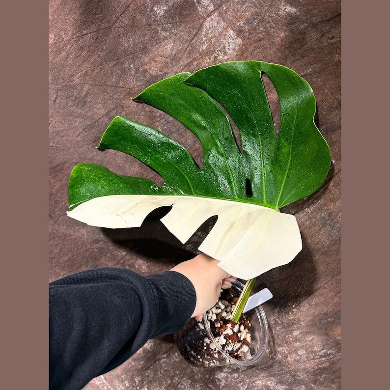 Variegated Monstera Albo Plant - Rare Indoor White Borsigiana