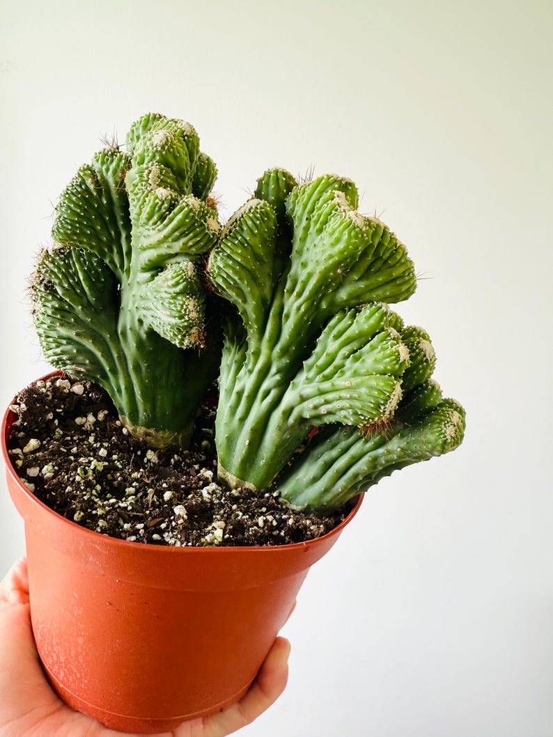 Monster Crested Cactus - 6” Live Plant - Rare Cacti for Beginners - Easy Houseplants - Cute Succulent (Scientific Name: Unknown)