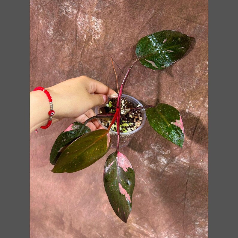 philodendron erubescens pink princess seeds Variegated Philodendron Pink Princess Plant in Nursery Pot - Rare Collector Indoor Houseplant