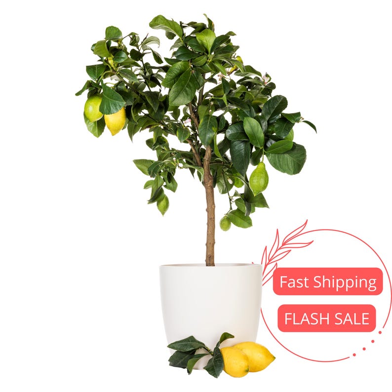 Meyer Lemon Tree Live Plant - Grafted Indoor Citrus - Aromatic Perennial Houseplant for Kitchen Garden - Citrus limon