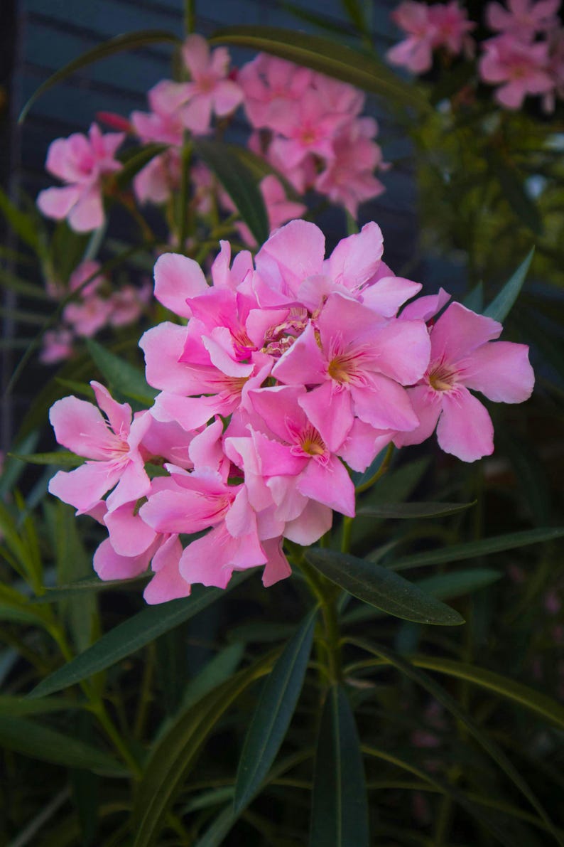 Pink Oleander Plants Pack of 3 - Live Nerium Oleander 6-8" Tall, Evergreen Flowering Shrub for Garden & Patio