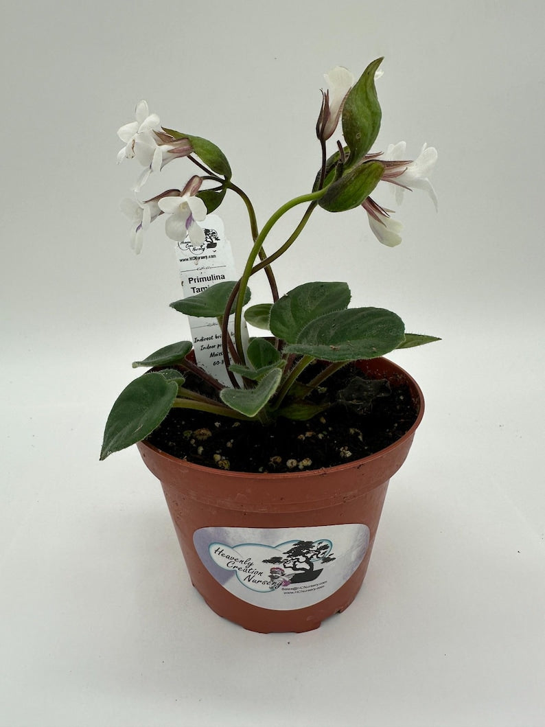 Primulina Tamiana Live Plant 4" - Rare Miniature Gesneriad with White & Lavender Flowers - Ideal for Terrariums
