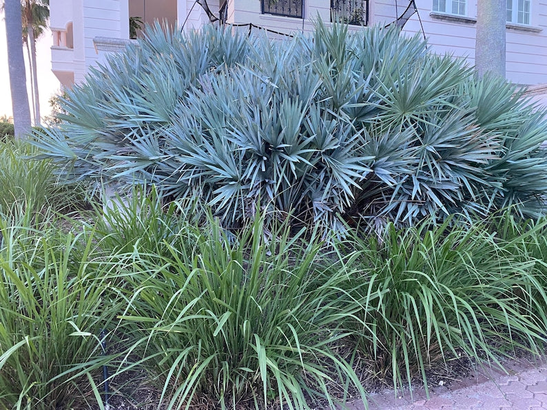 Dwarf Fakahatchee Grass Plant - Low Maintenance Florida Gamagrass