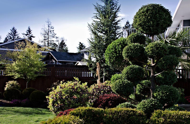 Eugenia Topiary Pom Pom Tree - Multiball Evergreen - Eugenia Myrtifolia - Perfect for Patios & Landscapes