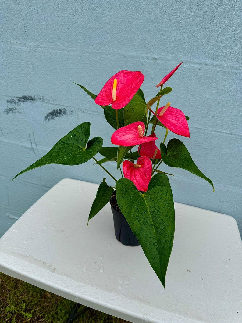 Pink Anthurium Flowering Plant in 6" Pot | Easy Care Hardy Houseplant | Low Light Indoor Plant | Anthurium andraeanum