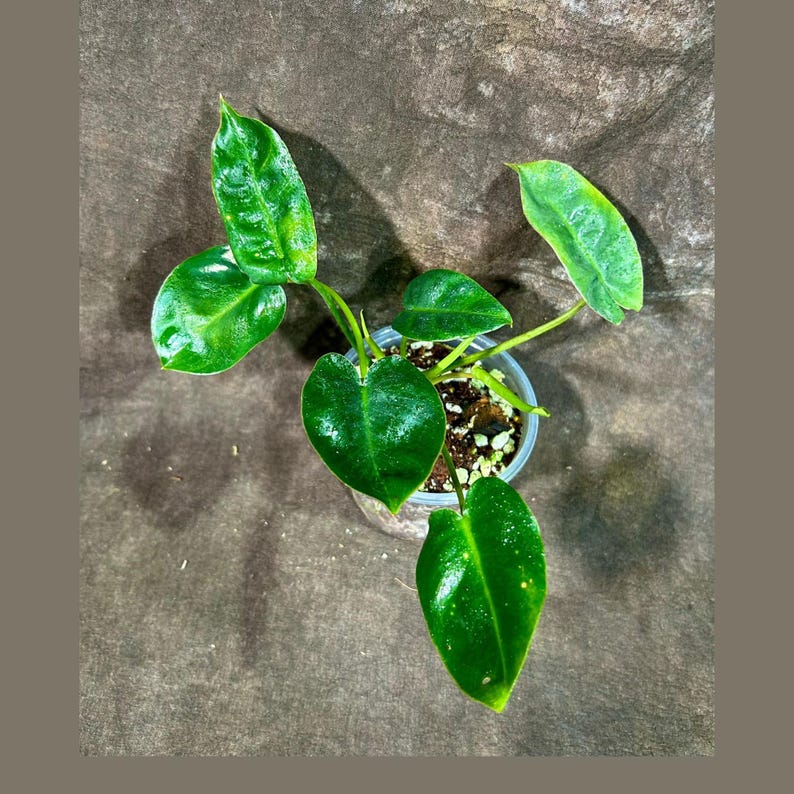 Philodendron Burle Marx 3" Grow Pot | Tropical Indoor/Outdoor Houseplant | Climbing Plant | Easy-Care Live Greenery