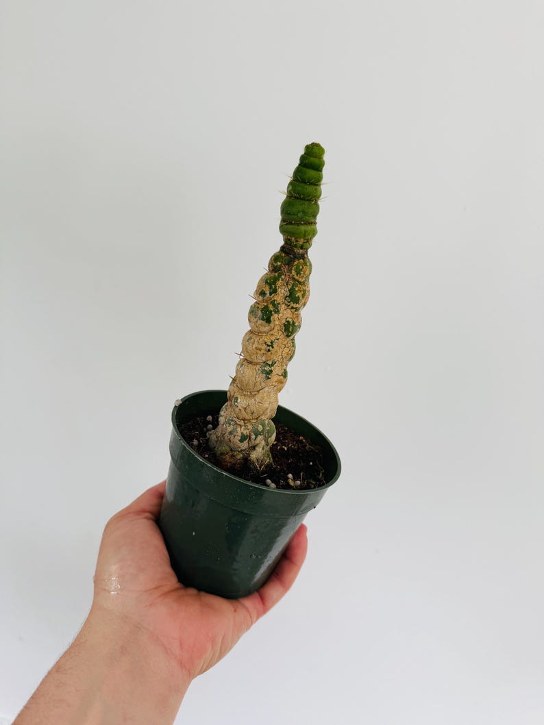 spiral indoor plant Unicorn Cactus 4” Pot Spiral Cactus Decor (Scientific Name: Pilosocere – Sejahtera Seeds and Bulbs