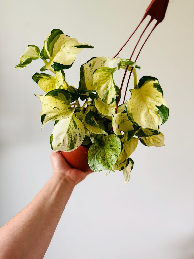 manjula pothos seeds Pothos Manjula | Manjula Pothos in 6” Pot | Rare Houseplant for sale | Trailing Indoor Plants for Delivery