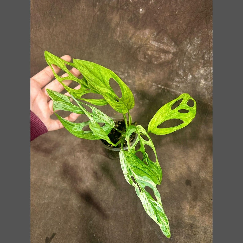 monstera adansonii indonesian mint variegated Variegated Monstera Adansonii Mint Plant - Rare Indonesian Mint