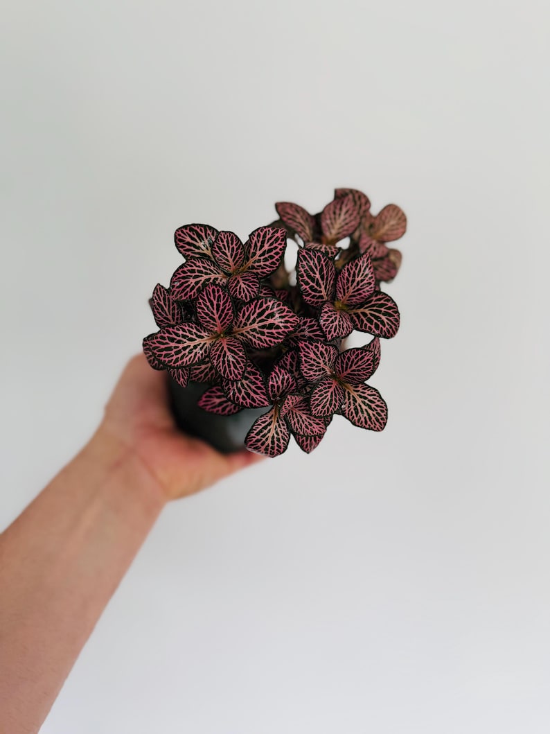 Fittonia Pink Angel Plant - 4” Live Nerve Plant - Easy Care Houseplant - Beautiful Pink & Black Foliage - Fittonia albivenis