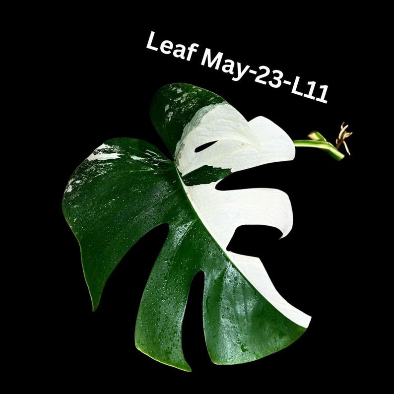 variegated monstera deliciosa cutting Variegated Monstera Cutting - Rare White Monstera Albo - Monstera  Borsigiana Albo - Healthy Plant Cutting