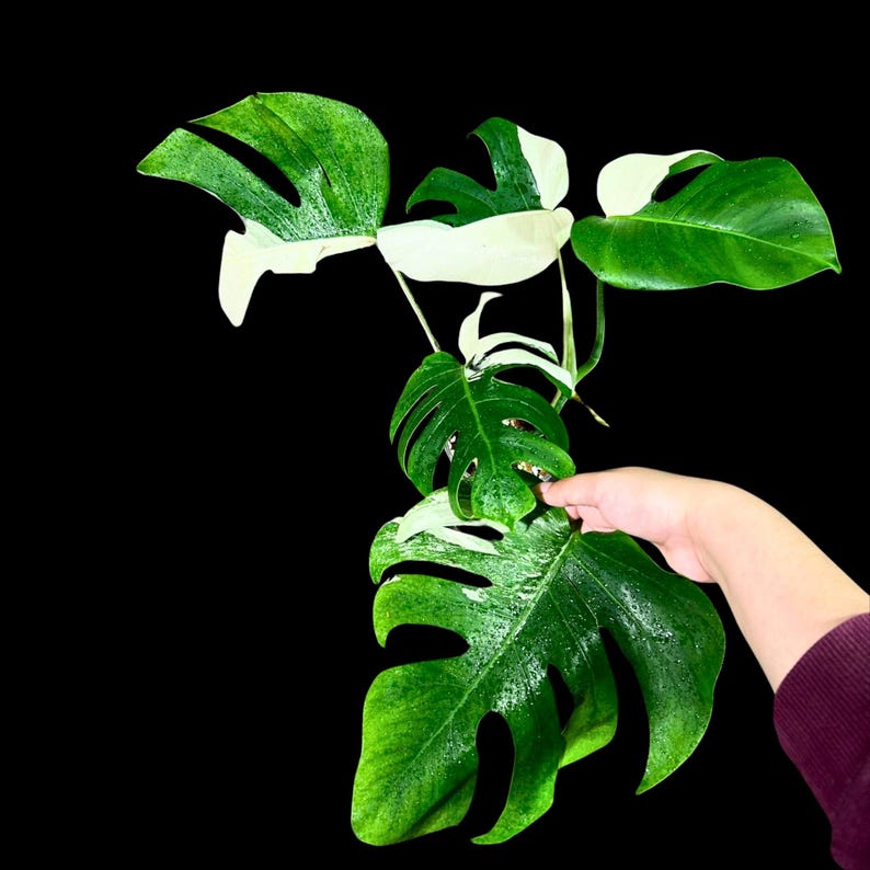 Variegated Monstera Albo Plant - Rare White Monstera Borsigiana - Indoor Houseplant - Exact Plant by US Seller - Marbled Leaves