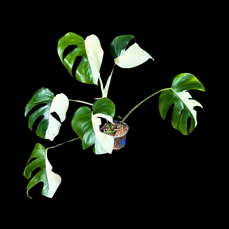 white monstera live plant Variegated Monstera Albo Plant - Rare White Borsigiana - Indoor Houseplant - Exact Plant