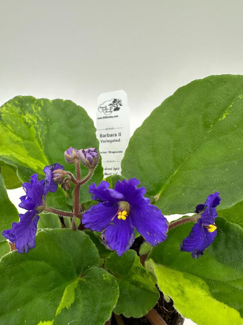 house plant african violet Live African Violet 4" Variegated Barbara II