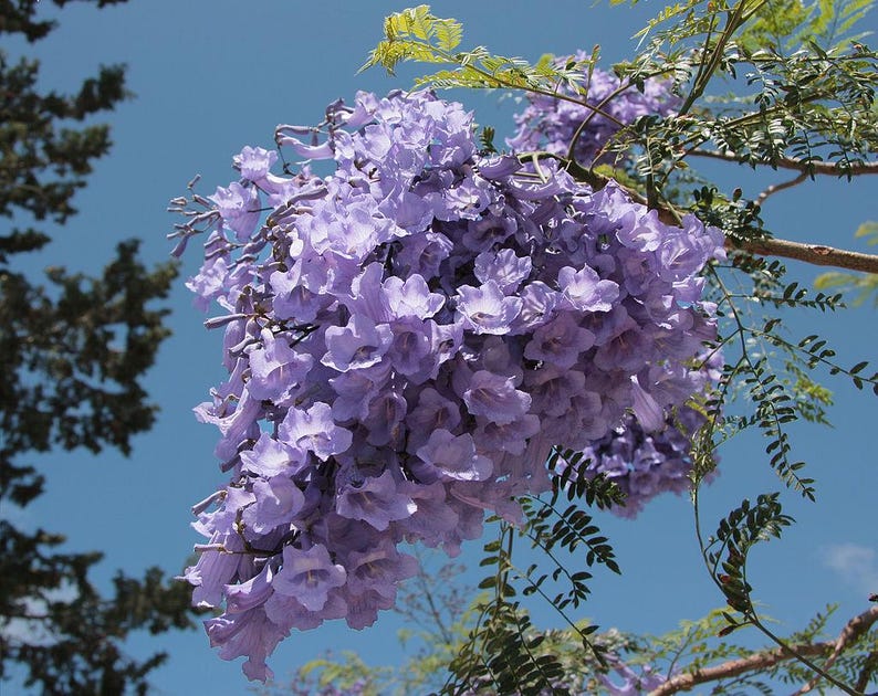 Jacaranda Tree Live Plant - Jacaranda mimosifolia - Outdoor Grown with Minor Blemishes - Tropical Foliage Plant
