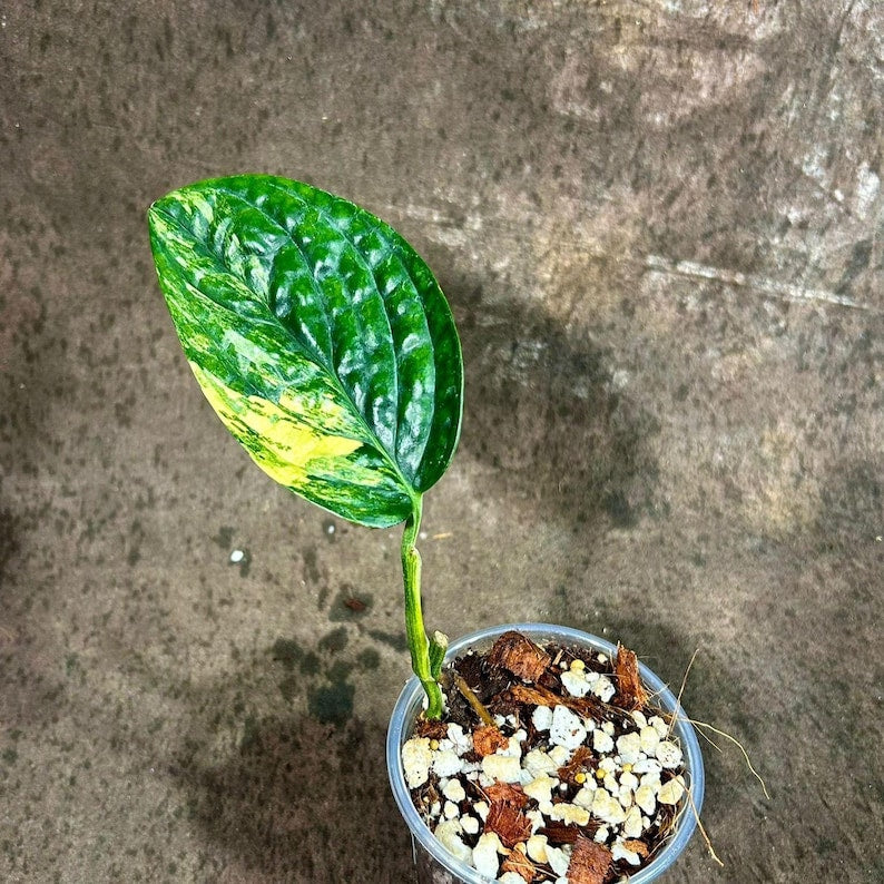 monstera adansonii peru Variegated Monstera Peru Plant in Nursery Pot - Rare Air Purifying Houseplant - Live Indoor Plant
