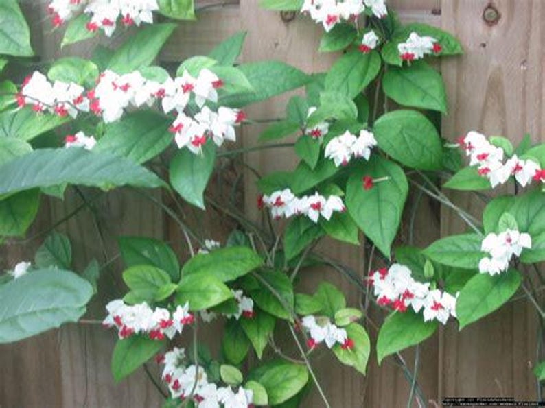 Red and White Bleeding Heart Vine, 2.5" Pot, Cleodendrum thomsoniae, Perennial Flowering Plant for Garden Decor