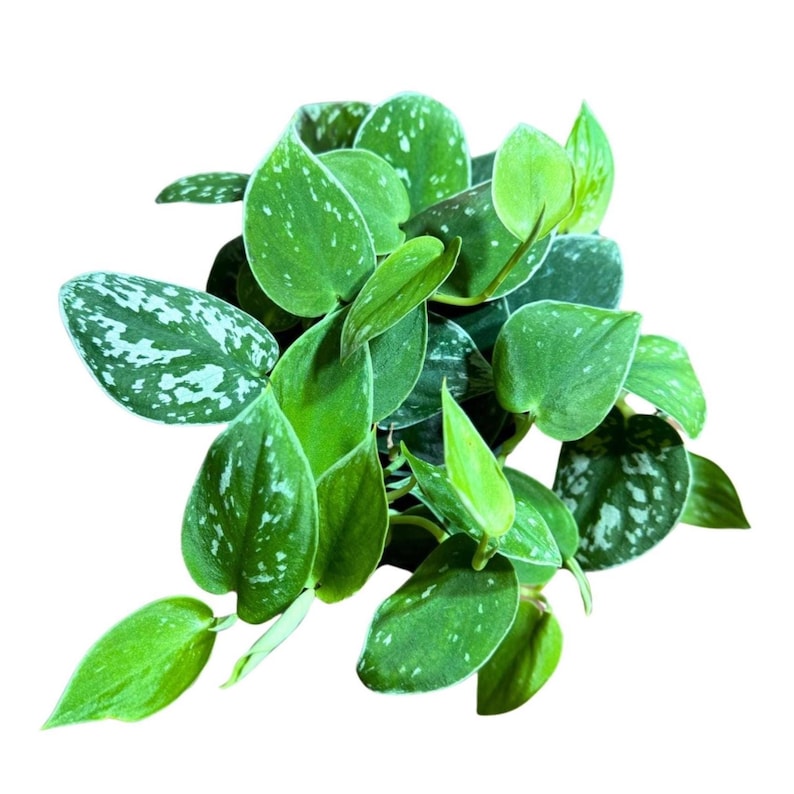 silver pothos light requirements Silver Pothos Plant 4" Pot Scindapsus Pictus Argyraeus Hardy Houseplant Low Light Trailing Vines with Silver Variegation