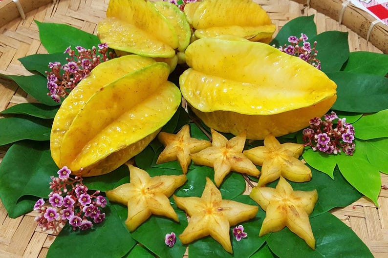 Star Fruit Plant, 2.5" Pot, Carambola, Averrhoa carambola, Tropical Fruit Tree, Cold Hardy, Unique Star-Shaped Slices