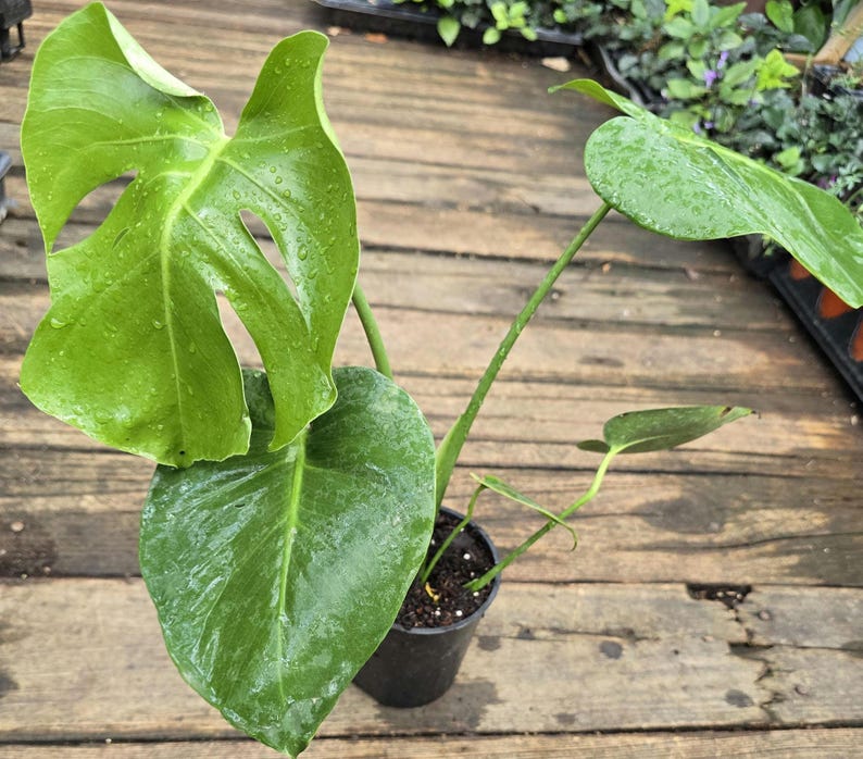 Monstera deliciosa Swiss Cheese Plant 15-17 in - Split-Leaf Philodendron - Tropical Houseplant