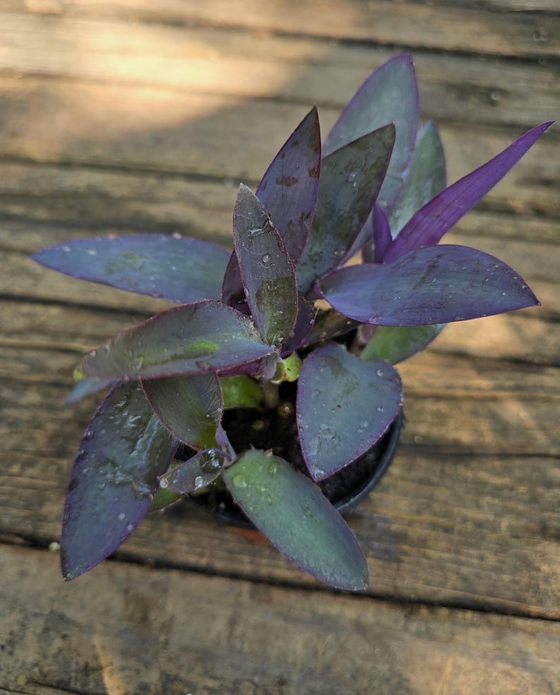 Purple Heart Plant 4-5in Tradescantia Pallida Evergreen Perennial with Purple Leaves and Small Flowers