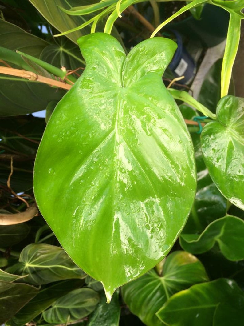 Philodendron Camposportoanum 4" Pot | Velvety Bicolorous Aroid | Unique Leaf Morphing Plant | Rare Houseplant