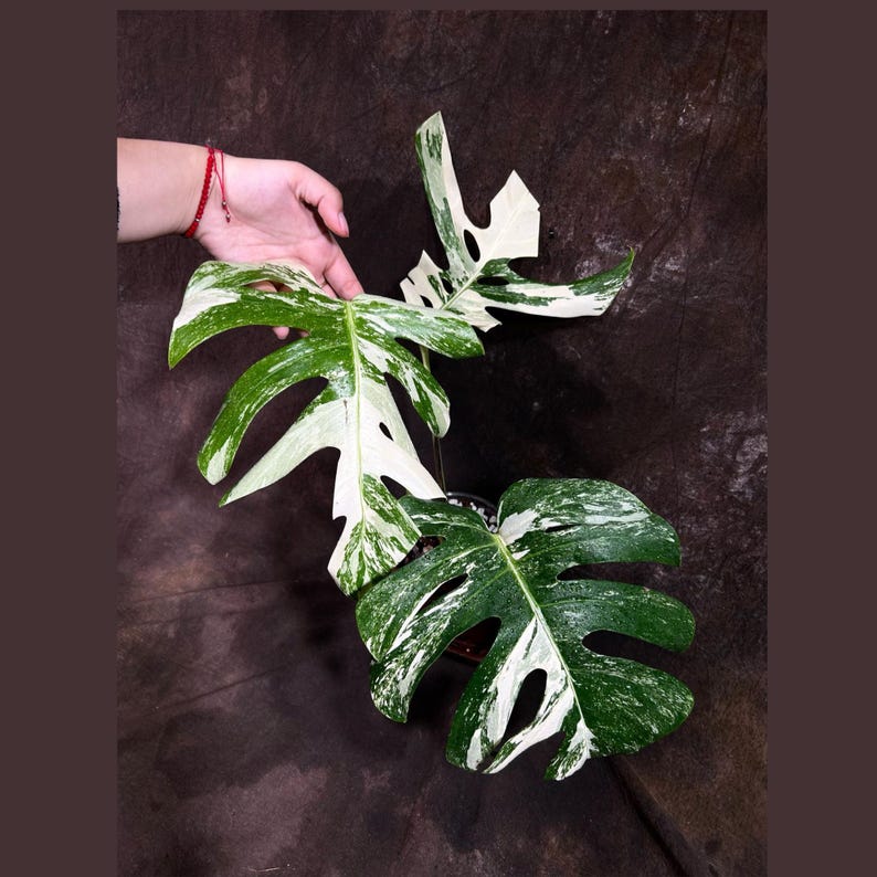 Variegated Monstera Albo Plant - Rare White Albo Borsigiana - Indoor Houseplant - Exact Plant - US Seller - Tropical Decor
