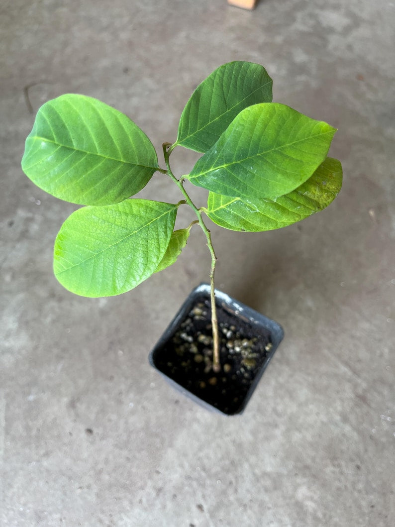Cherimoya Seedling 4