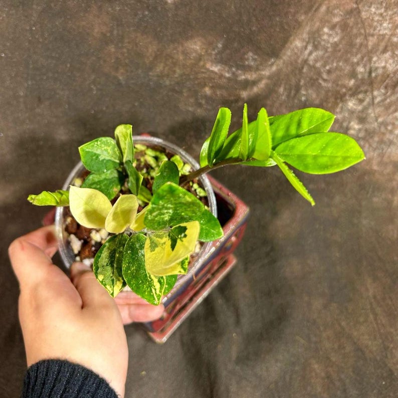 variegated zz plant care Rare Variegated ZZ Plant | Gold Variegation | Zamioculcas zamiifolia | Easy-Care Indoor Houseplant