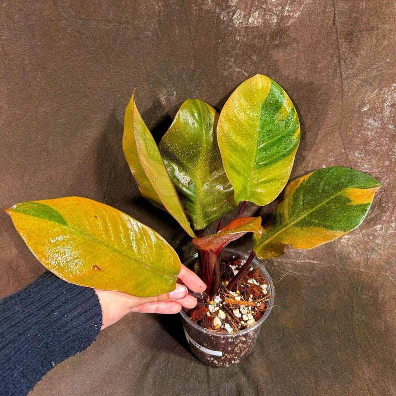 Variegated Black Cardinal Philodendron in Nursery Pot - Rare Houseplant - Philodendron Black Cardinal Variegated - US Seller