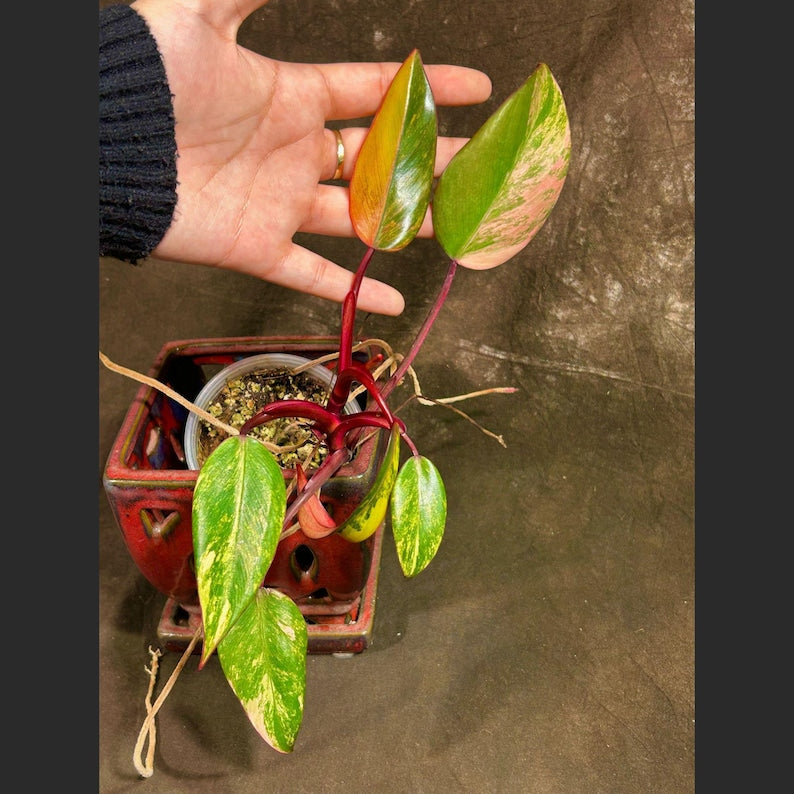 Variegated Philodendron Strawberry Shake Plant - Rare Collector Indoor Houseplant - Philodendron erubescens