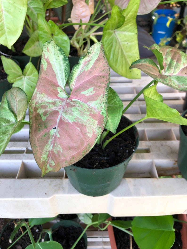 Confetti Syngonium Plant - 5 Inch Pot - Green and Pink Arrowhead Plant - Syngonium podophyllum - Easy Care Houseplant