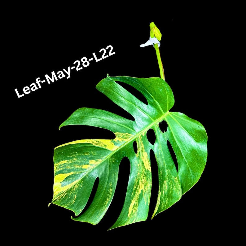 Monstera Cutting - High Variegated Borsigiana - Monstera Aurea Variegata - Tropical Houseplant - Monstera deliciosa 'Aurea'