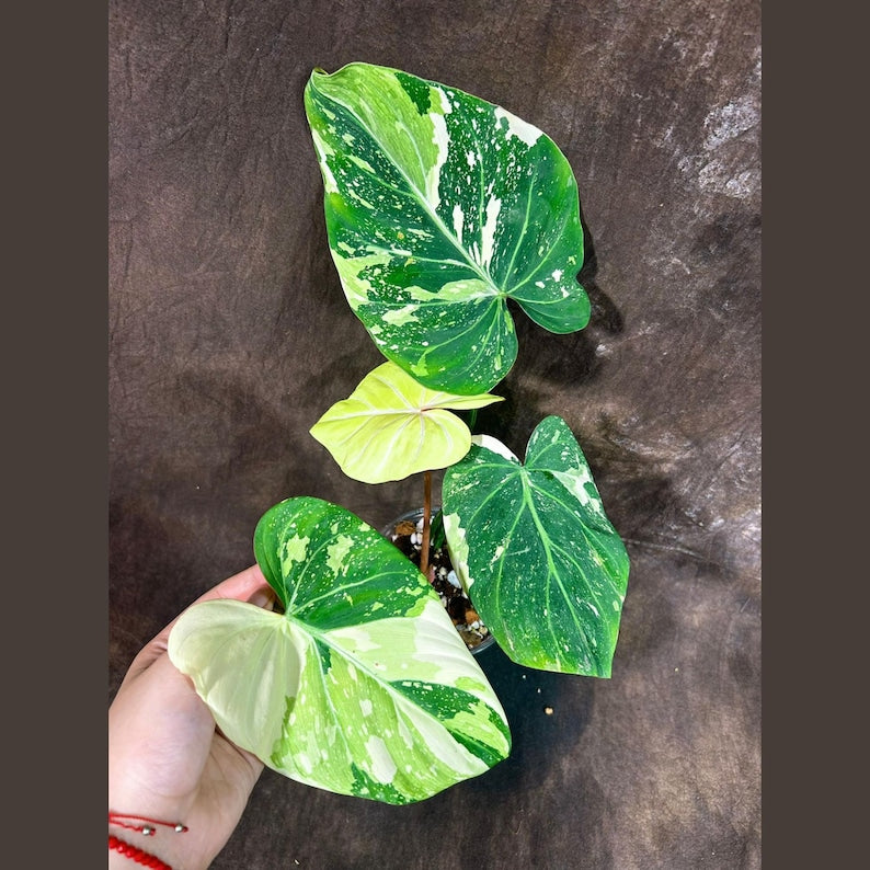 philodendron gloriosum exotic Variegated Philodendron Gloriousum Tricolor