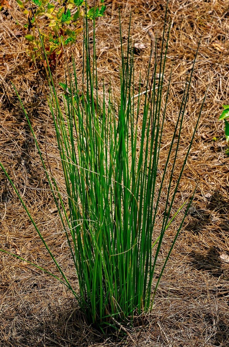 Blue Arrow Juncus Rush Grass Plant - Juncus inflexus 'Blue Arrow' - Easy-Growing Ornamental Grass for Containers & Borders