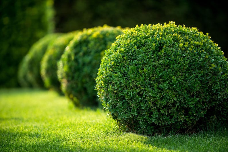 Topiary Tree - Eugenia Globulus Sphere - Evergreen Topiary for Outdoor Garden & Landscape - Classic Shaped Tree