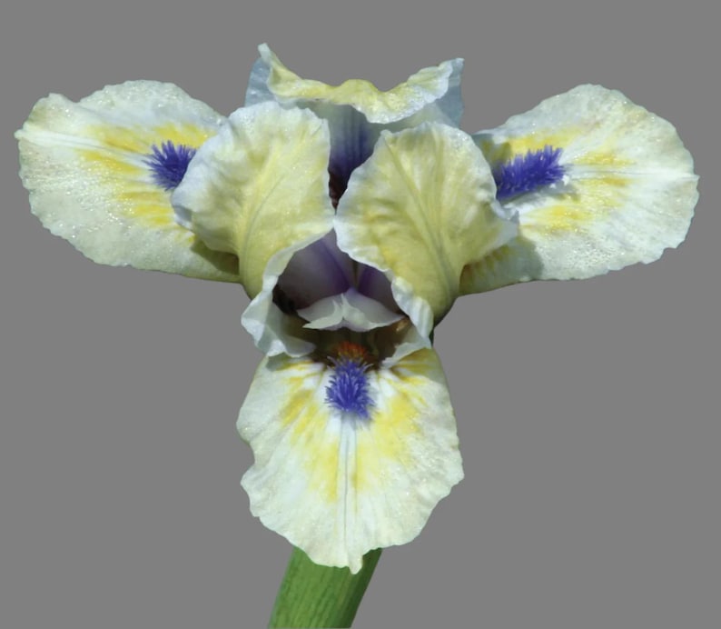 Standard Dwarf Bearded Iris Rhizome - Bright Blue Eyes, Creamy Yellow & White, Rebloomer, Iris germanica - Fall Preorder 2025