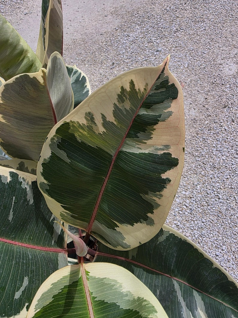 Ficus elastica Tineke Rubber Plant - 3 Gallon Live Plant