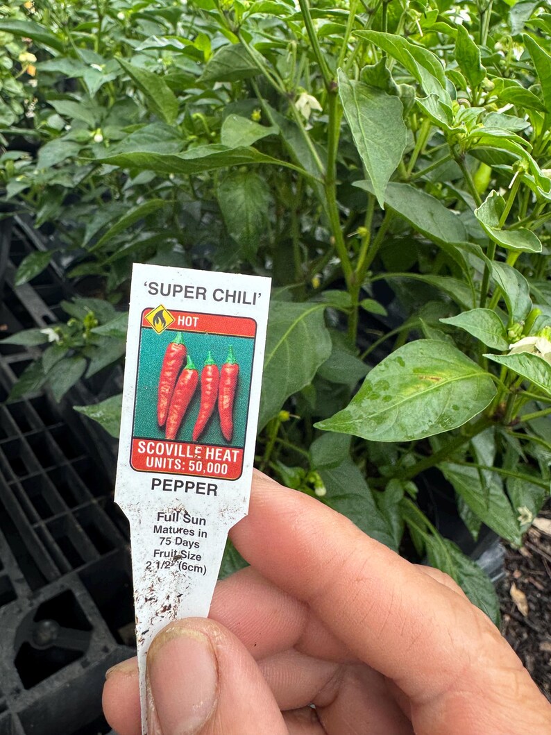 Super Chili Plant - 2 Gallon Size - Capsicum Annuum - Hot Pepper Plants - Spicy Garden Variety