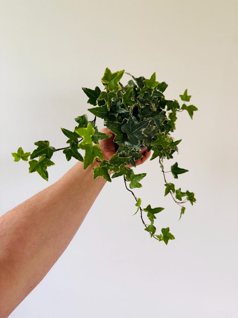 Glacier Ivy Houseplant - 4” Pot - Variegated Green and White - Easy Care Vining Plant - Hedera Glacier