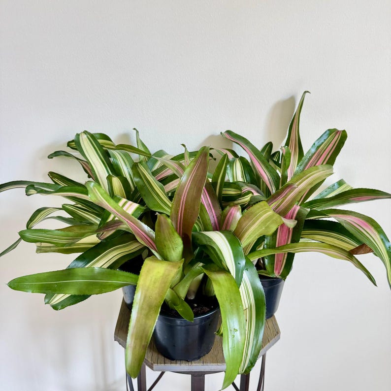 is bromeliad indoor plant Bromeliad Plants Set of 3, Neoregalia Wolfgang & Tricolor, Rare Indoor – Sejahtera Seeds and Bulbs
