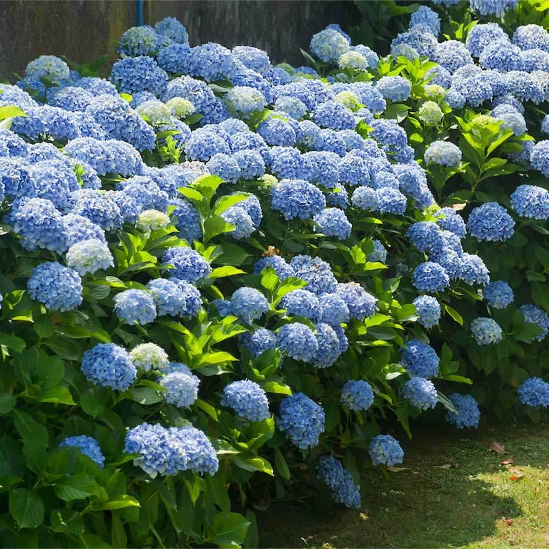 Hydrangea Starter Plant - 2.5" Pot - Nikko Blue Mophead - Hydrangea macrophylla ‘Nikko Blue’ - Blue & Pink Blooms