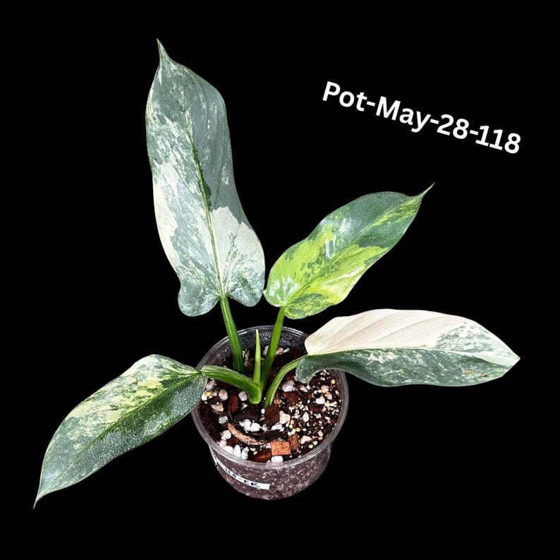 Variegated Philodendron Silver Sword Plant | Rare Indoor Collector Plant | Tropical Aroid | Philodendron spp.