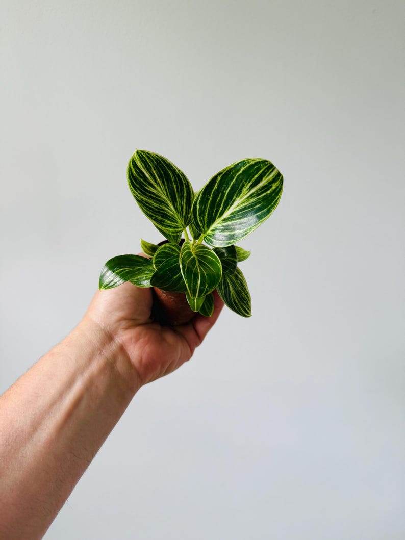 white wave philodendron Philodendron White Wave Starter Plant
