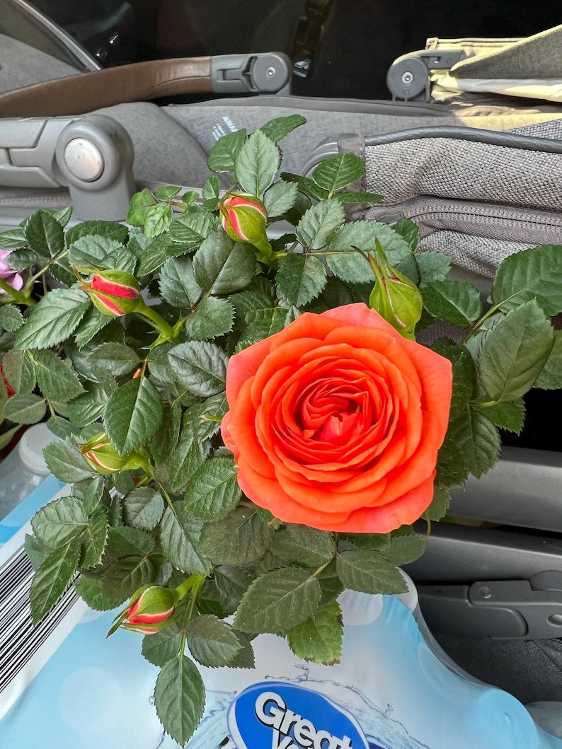 Orange Mini Rose Starter Plant 3"-6" Live Plant - Color as Picture - Rosa spp.