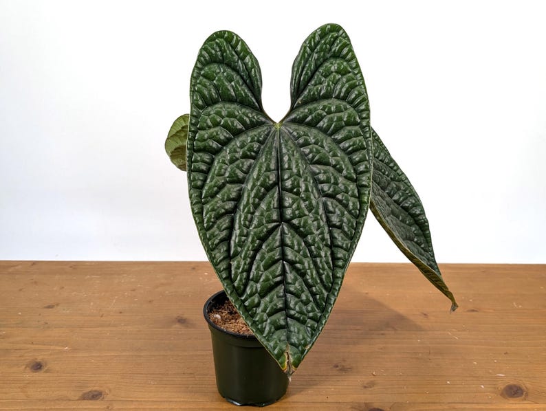 Anthurium Luxurians Plant - XL 4" Pot - Tropical Houseplant - Anthurium clarinervium